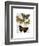 Moth Plate 3-Fab Funky-Framed Art Print