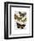 Moth Plate 3-Fab Funky-Framed Art Print