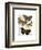 Moth Plate 3-Fab Funky-Framed Art Print