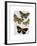 Moth Plate 3-Fab Funky-Framed Art Print