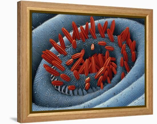 Moth Proboscis, SEM-Steve Gschmeissner-Framed Premier Image Canvas