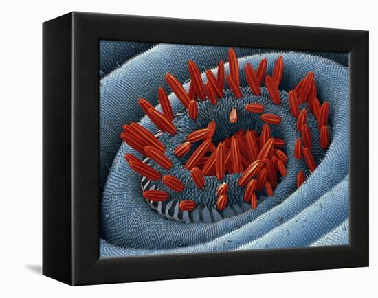 Moth Proboscis, SEM-Steve Gschmeissner-Framed Premier Image Canvas