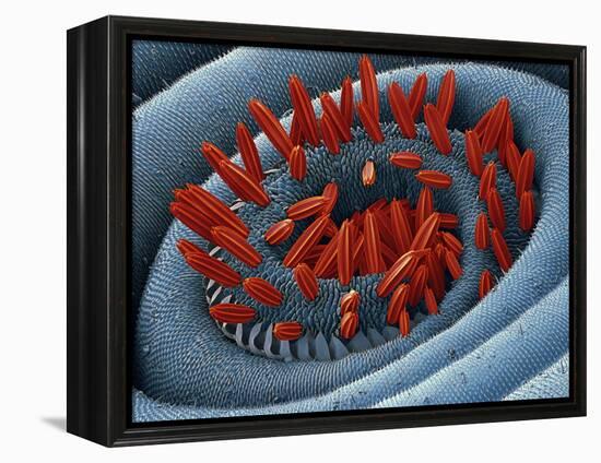 Moth Proboscis, SEM-Steve Gschmeissner-Framed Premier Image Canvas