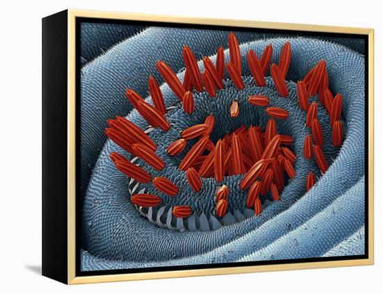 Moth Proboscis, SEM-Steve Gschmeissner-Framed Premier Image Canvas