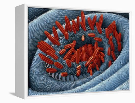 Moth Proboscis, SEM-Steve Gschmeissner-Framed Premier Image Canvas