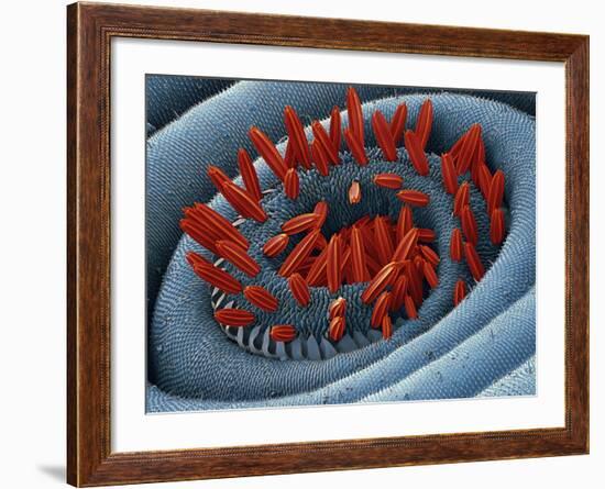 Moth Proboscis, SEM-Steve Gschmeissner-Framed Photographic Print