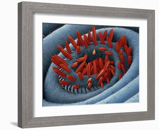 Moth Proboscis, SEM-Steve Gschmeissner-Framed Photographic Print