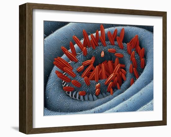 Moth Proboscis, SEM-Steve Gschmeissner-Framed Photographic Print