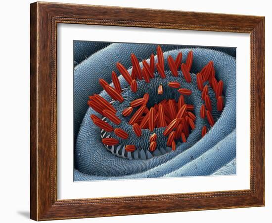 Moth Proboscis, SEM-Steve Gschmeissner-Framed Photographic Print