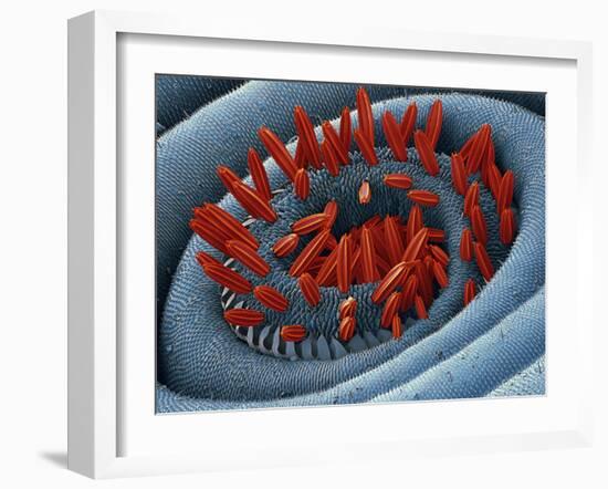 Moth Proboscis, SEM-Steve Gschmeissner-Framed Photographic Print