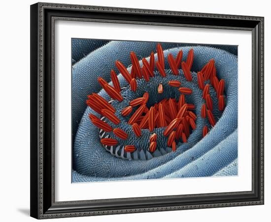 Moth Proboscis, SEM-Steve Gschmeissner-Framed Photographic Print