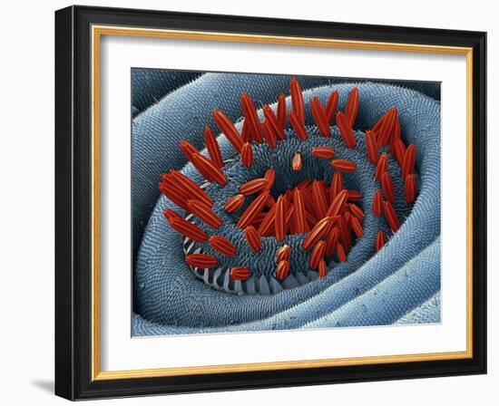 Moth Proboscis, SEM-Steve Gschmeissner-Framed Photographic Print