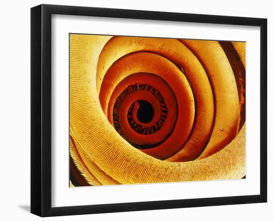 Moth Proboscis, SEM-Susumu Nishinaga-Framed Photographic Print