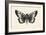 Moth V-Avery Tillmon-Framed Art Print