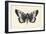 Moth V-Avery Tillmon-Framed Art Print