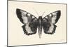 Moth V-Avery Tillmon-Mounted Art Print