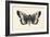 Moth V-Avery Tillmon-Framed Art Print