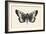 Moth V-Avery Tillmon-Framed Art Print