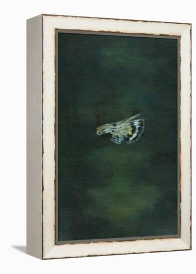 Moth Wing, 2014-Bella Larsson-Framed Premier Image Canvas