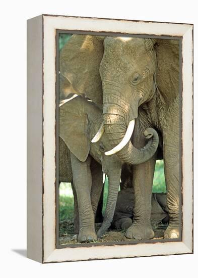 Mother African Elephant Protecting Two Babies-John Alves-Framed Premier Image Canvas