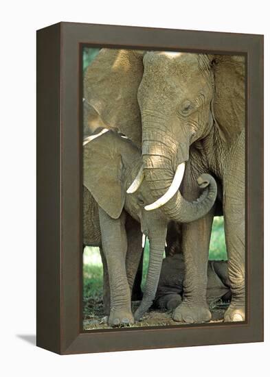 Mother African Elephant Protecting Two Babies-John Alves-Framed Premier Image Canvas