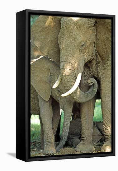Mother African Elephant Protecting Two Babies-John Alves-Framed Premier Image Canvas