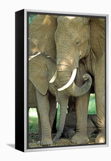 Mother African Elephant Protecting Two Babies-John Alves-Framed Premier Image Canvas