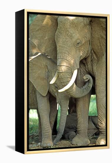 Mother African Elephant Protecting Two Babies-John Alves-Framed Premier Image Canvas