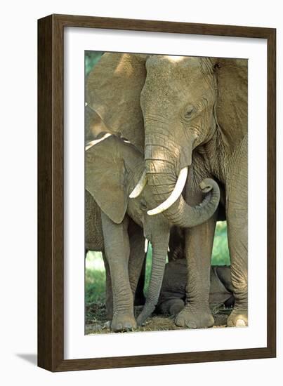 Mother African Elephant Protecting Two Babies-John Alves-Framed Photographic Print