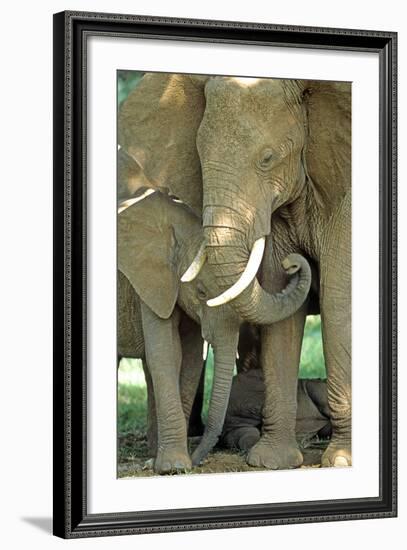 Mother African Elephant Protecting Two Babies-John Alves-Framed Photographic Print