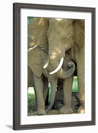 Mother African Elephant Protecting Two Babies-John Alves-Framed Photographic Print