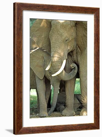 Mother African Elephant Protecting Two Babies-John Alves-Framed Photographic Print