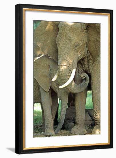Mother African Elephant Protecting Two Babies-John Alves-Framed Photographic Print