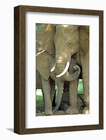 Mother African Elephant Protecting Two Babies-John Alves-Framed Photographic Print