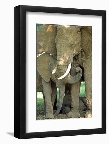 Mother African Elephant Protecting Two Babies-John Alves-Framed Photographic Print