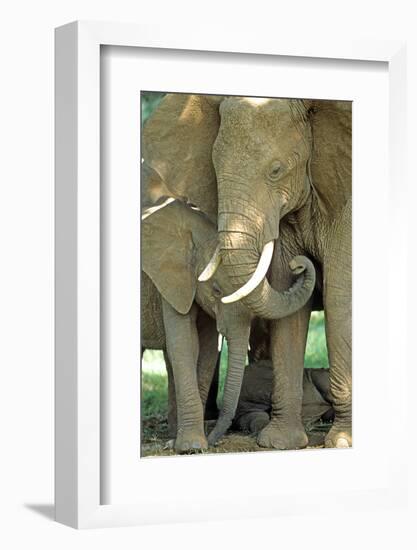 Mother African Elephant Protecting Two Babies-John Alves-Framed Photographic Print