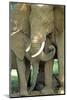 Mother African Elephant Protecting Two Babies-John Alves-Mounted Photographic Print