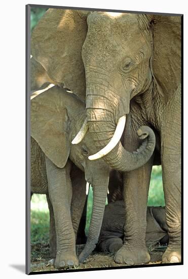 Mother African Elephant Protecting Two Babies-John Alves-Mounted Photographic Print