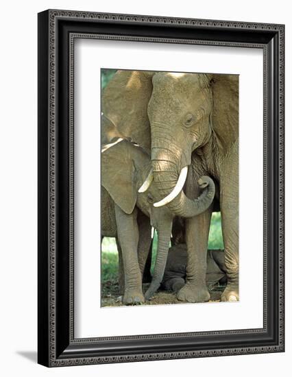 Mother African Elephant Protecting Two Babies-John Alves-Framed Photographic Print