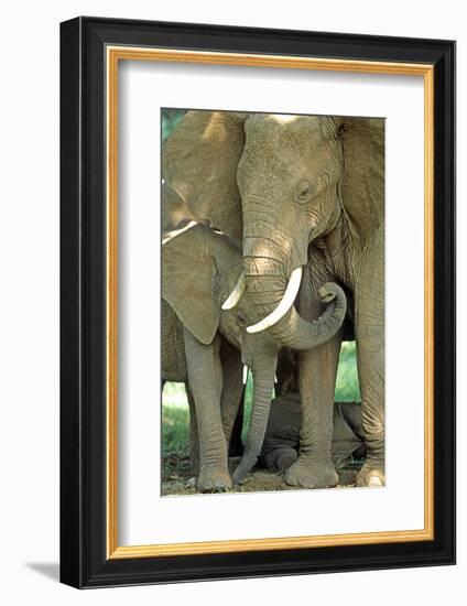 Mother African Elephant Protecting Two Babies-John Alves-Framed Photographic Print