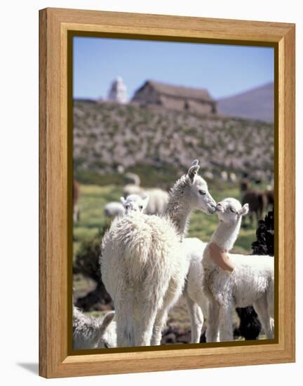 Mother and Baby Alpaca with Catholic Church in the Distance, Village of Mauque, Chile-Lin Alder-Framed Premier Image Canvas