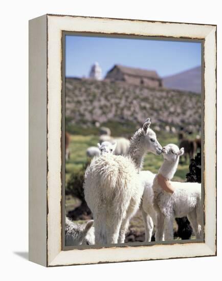 Mother and Baby Alpaca with Catholic Church in the Distance, Village of Mauque, Chile-Lin Alder-Framed Premier Image Canvas