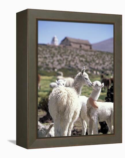 Mother and Baby Alpaca with Catholic Church in the Distance, Village of Mauque, Chile-Lin Alder-Framed Premier Image Canvas