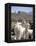 Mother and Baby Alpaca with Catholic Church in the Distance, Village of Mauque, Chile-Lin Alder-Framed Premier Image Canvas