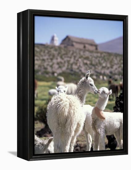 Mother and Baby Alpaca with Catholic Church in the Distance, Village of Mauque, Chile-Lin Alder-Framed Premier Image Canvas