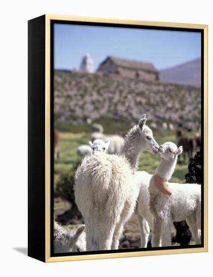 Mother and Baby Alpaca with Catholic Church in the Distance, Village of Mauque, Chile-Lin Alder-Framed Premier Image Canvas