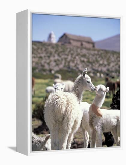 Mother and Baby Alpaca with Catholic Church in the Distance, Village of Mauque, Chile-Lin Alder-Framed Premier Image Canvas