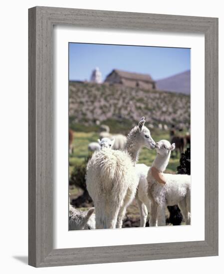 Mother and Baby Alpaca with Catholic Church in the Distance, Village of Mauque, Chile-Lin Alder-Framed Photographic Print