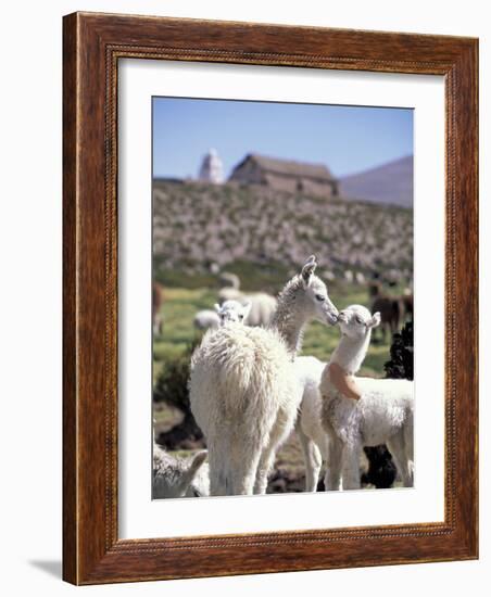 Mother and Baby Alpaca with Catholic Church in the Distance, Village of Mauque, Chile-Lin Alder-Framed Photographic Print