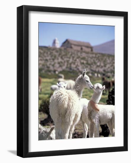 Mother and Baby Alpaca with Catholic Church in the Distance, Village of Mauque, Chile-Lin Alder-Framed Photographic Print